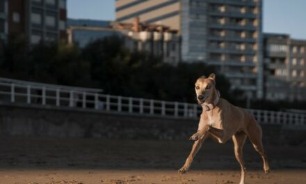 O Mundo dos Filmes Sobre Cães e Corridas de Cães