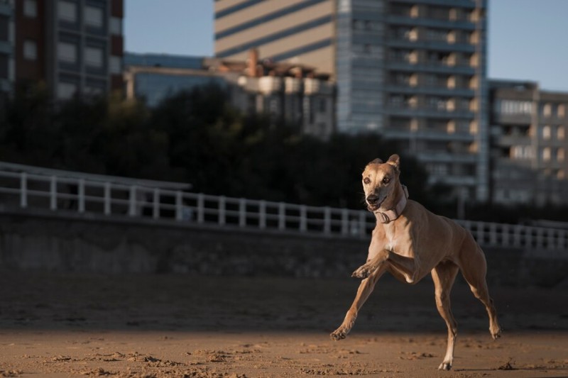 O Mundo dos Filmes Sobre Cães e Corridas de Cães